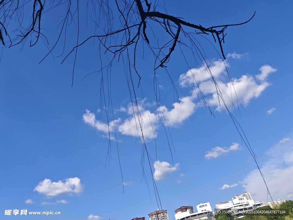 蓝天垂柳下的楼宇景观