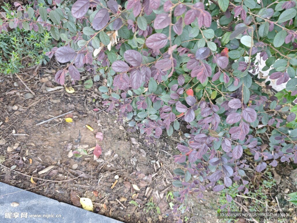紫叶植物近景特写