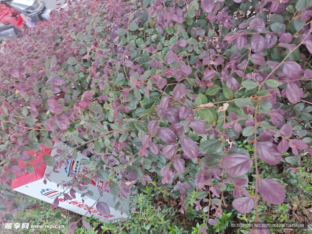紫叶植物景观