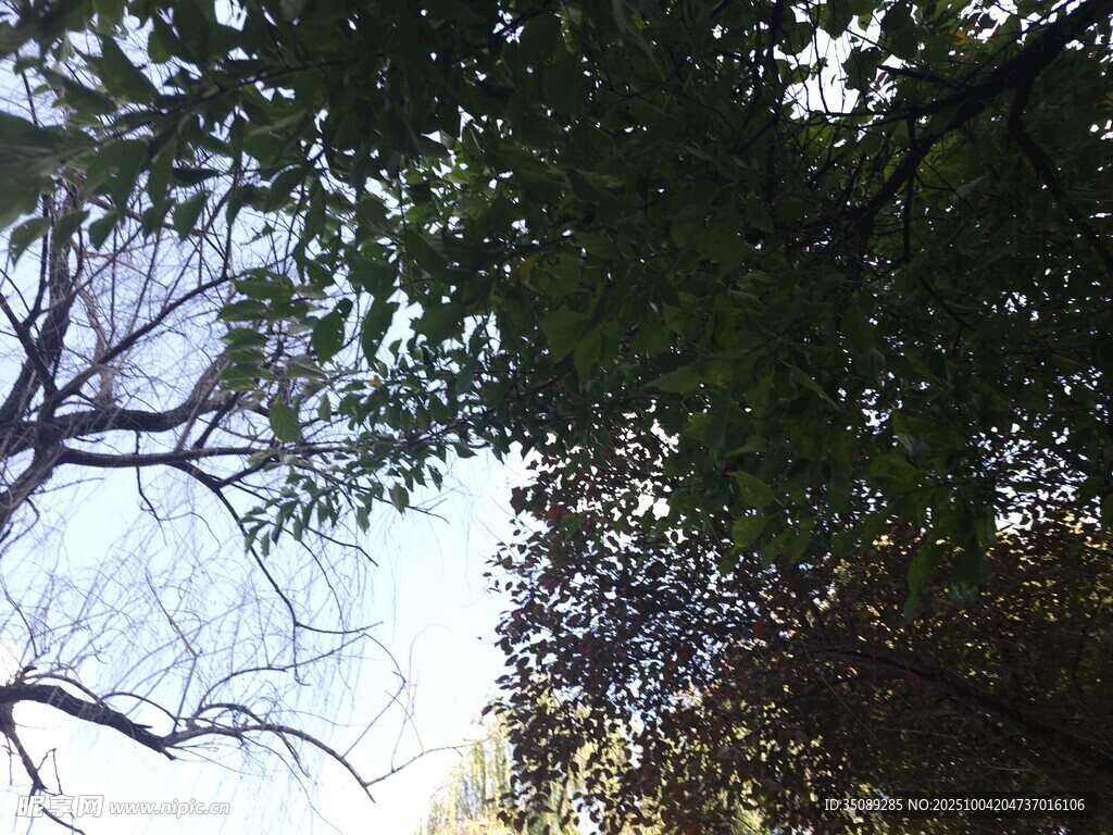 仰视繁茂枝叶间的天空