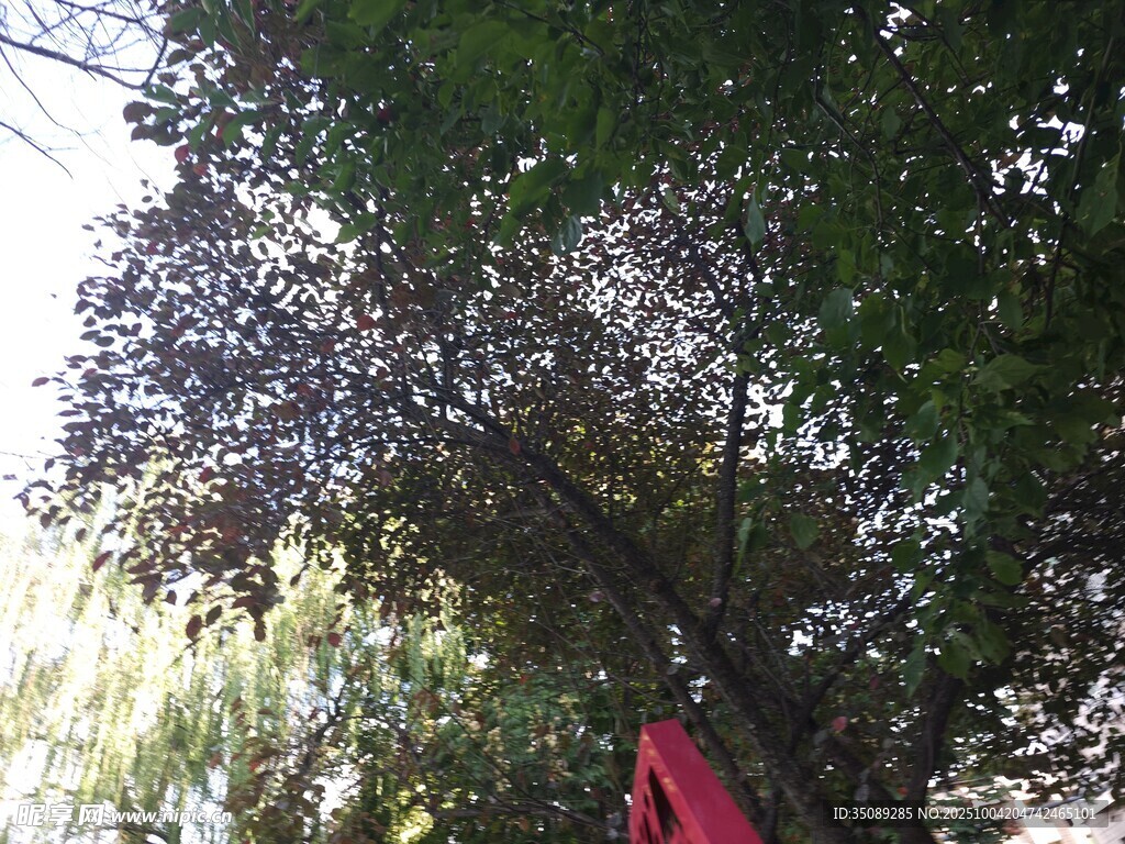 繁茂树木间的一抹红