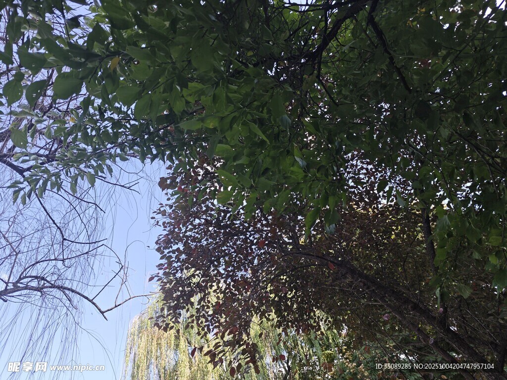仰视林间枝叶与蓝天