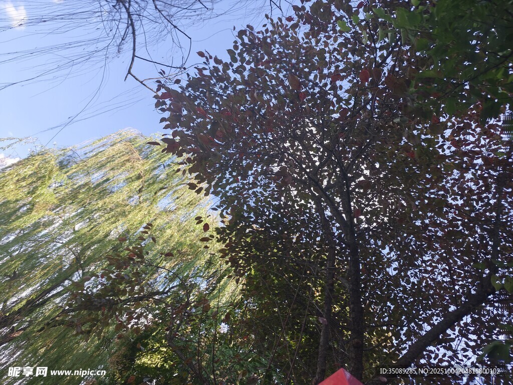 秋日树梢景致