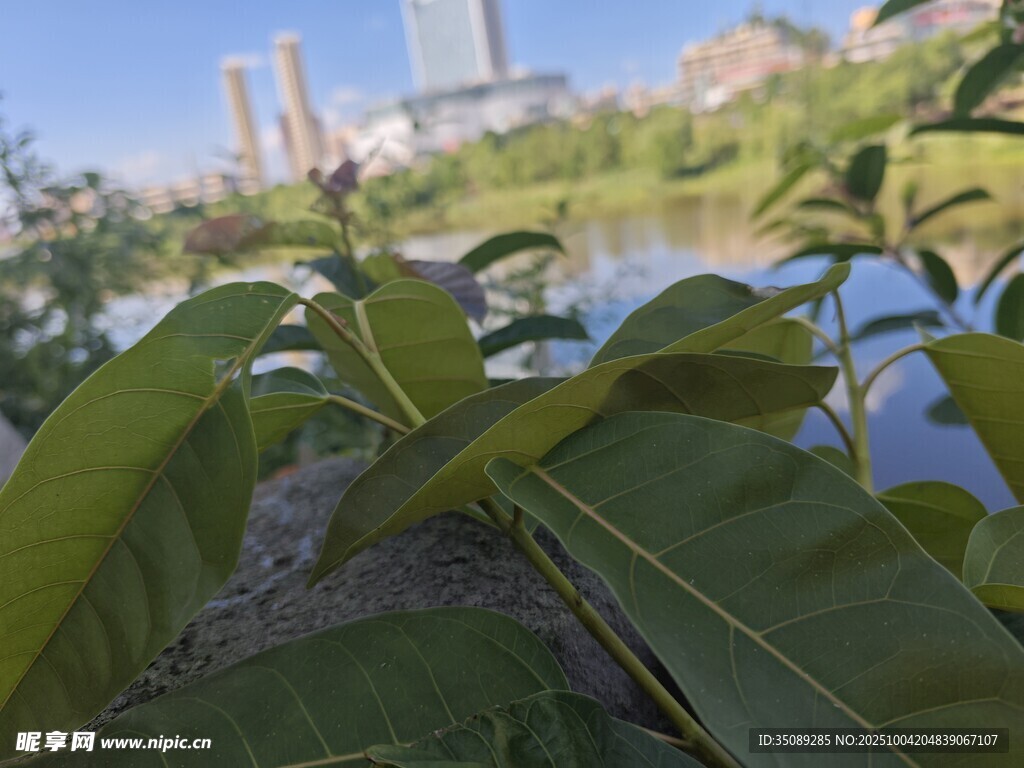 城市湖畔的翠绿植物景观