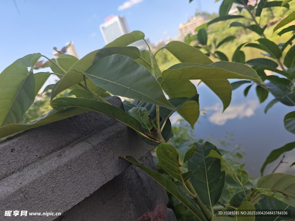 绿叶攀附于灰色物体上