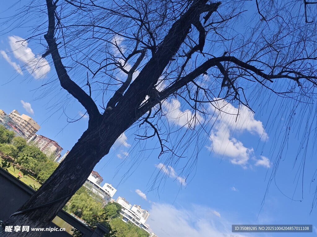 蓝天枯枝下的自然景致