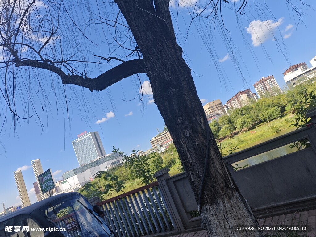 城市公园中的树木与天际线