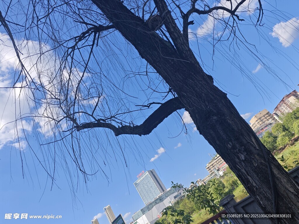 蓝天枯树下的城市风景