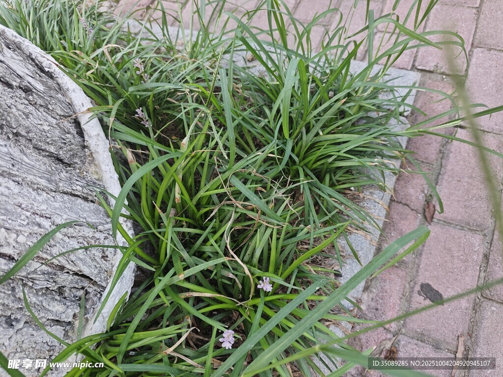 石边嫩绿青草