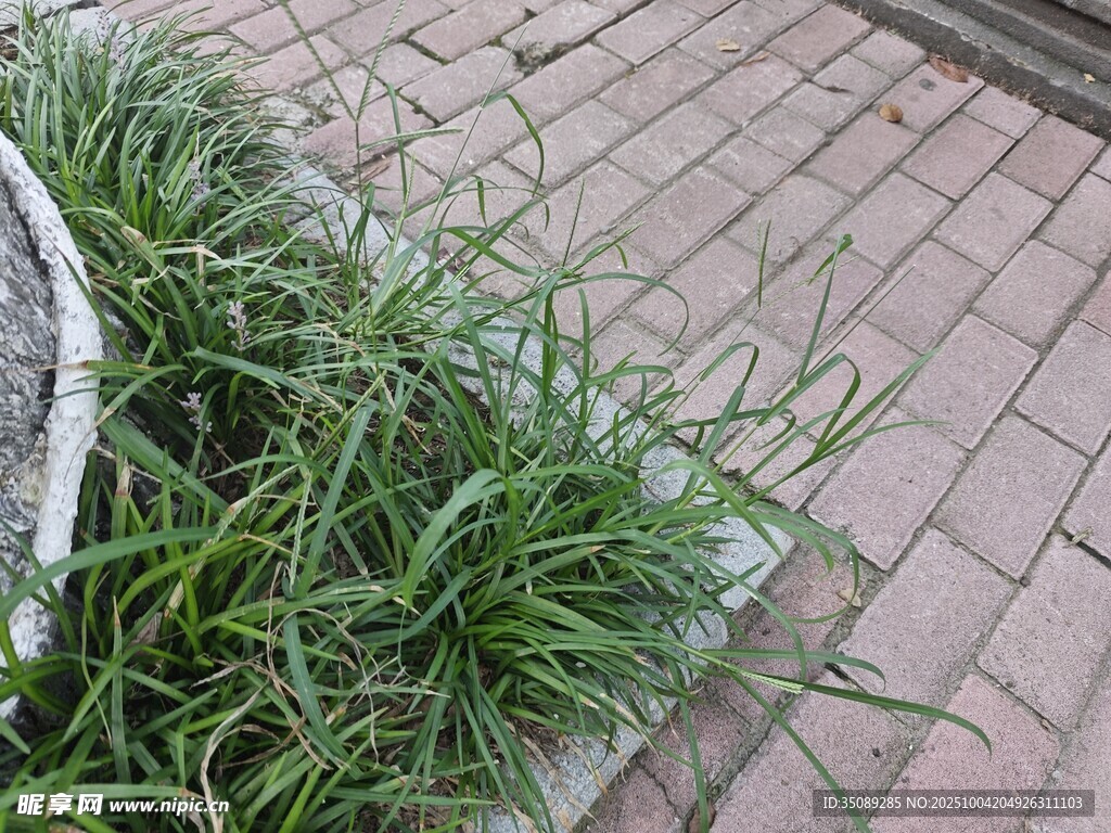 砖缝中生长的翠绿野草