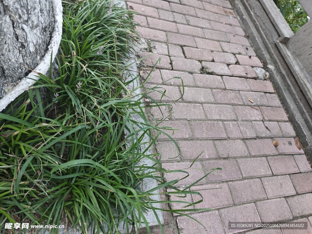 砖砌小径旁的葱郁绿植