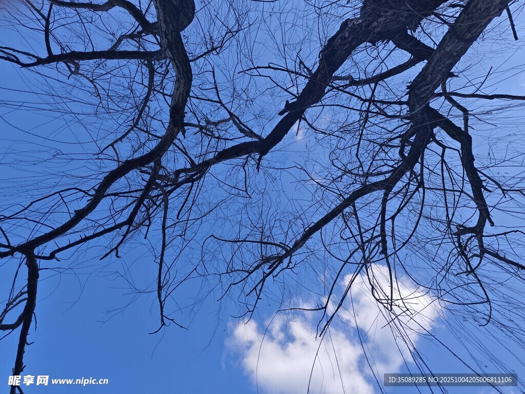 蓝天枯枝间的白云