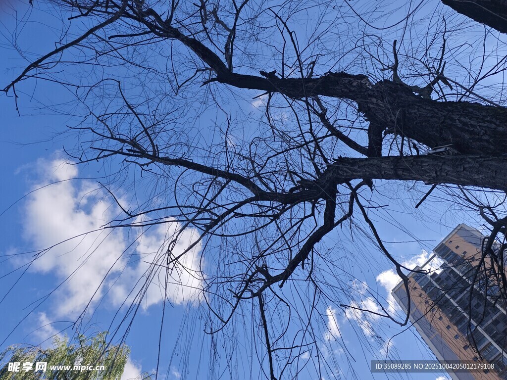 蓝天枯枝下的城市景象