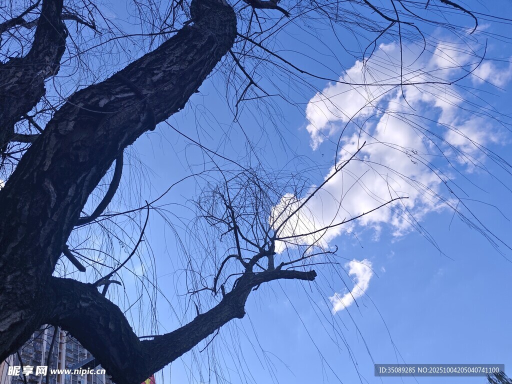 蓝天枯枝自然简约景致