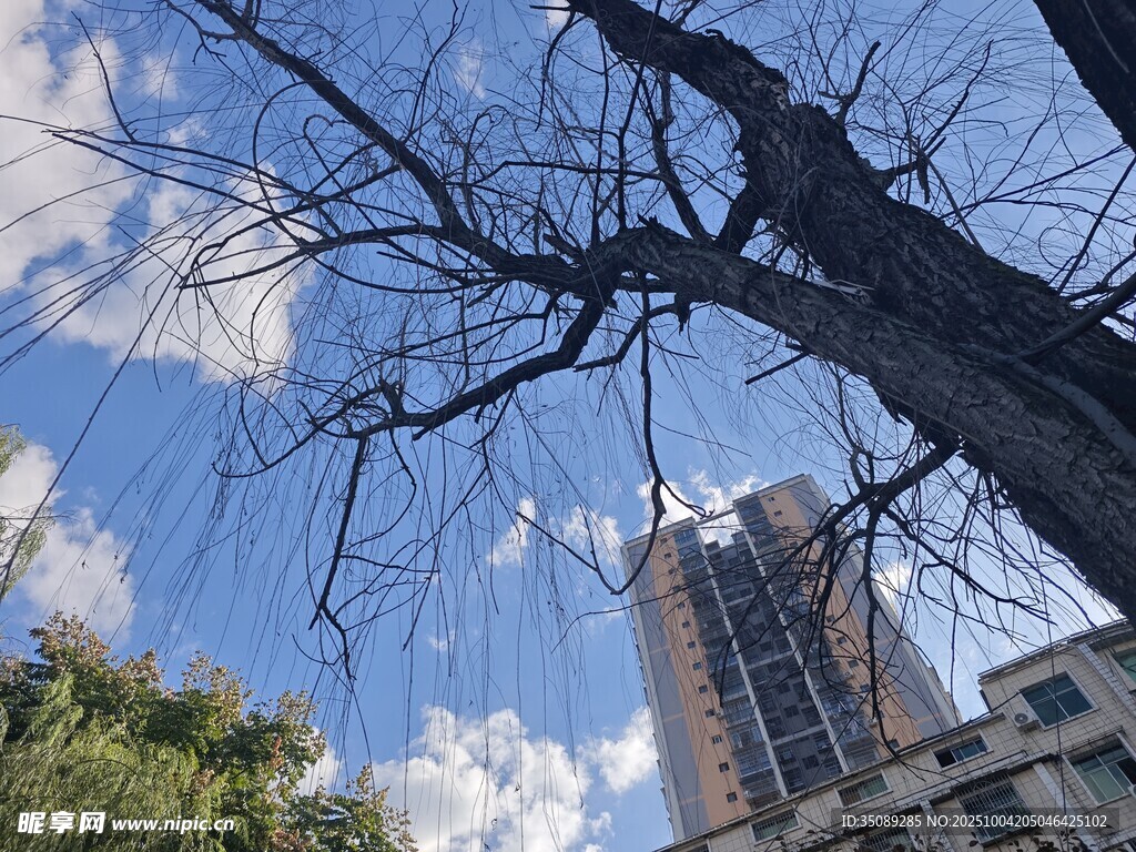 蓝天大树旁的高楼景象