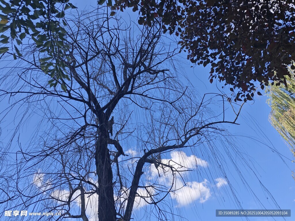 蓝天枯枝自然独特景致