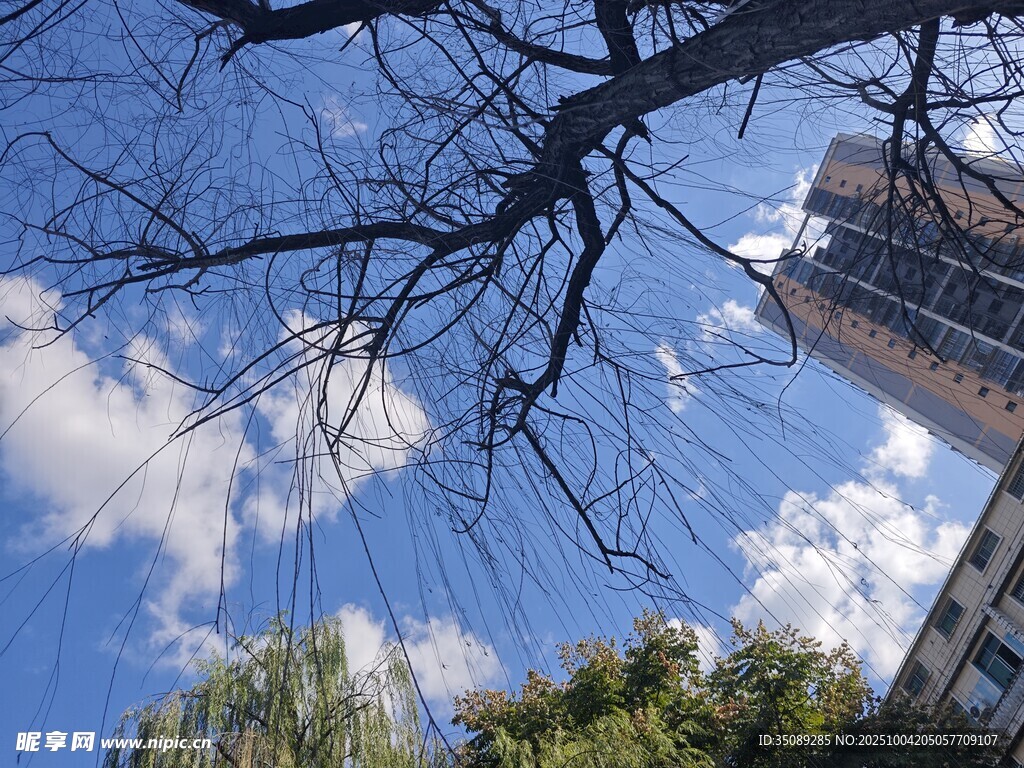 蓝天树枝下的城市景象