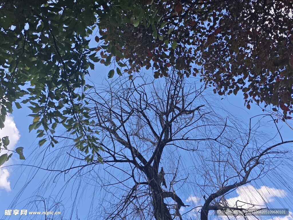 仰望蓝天与光秃树枝