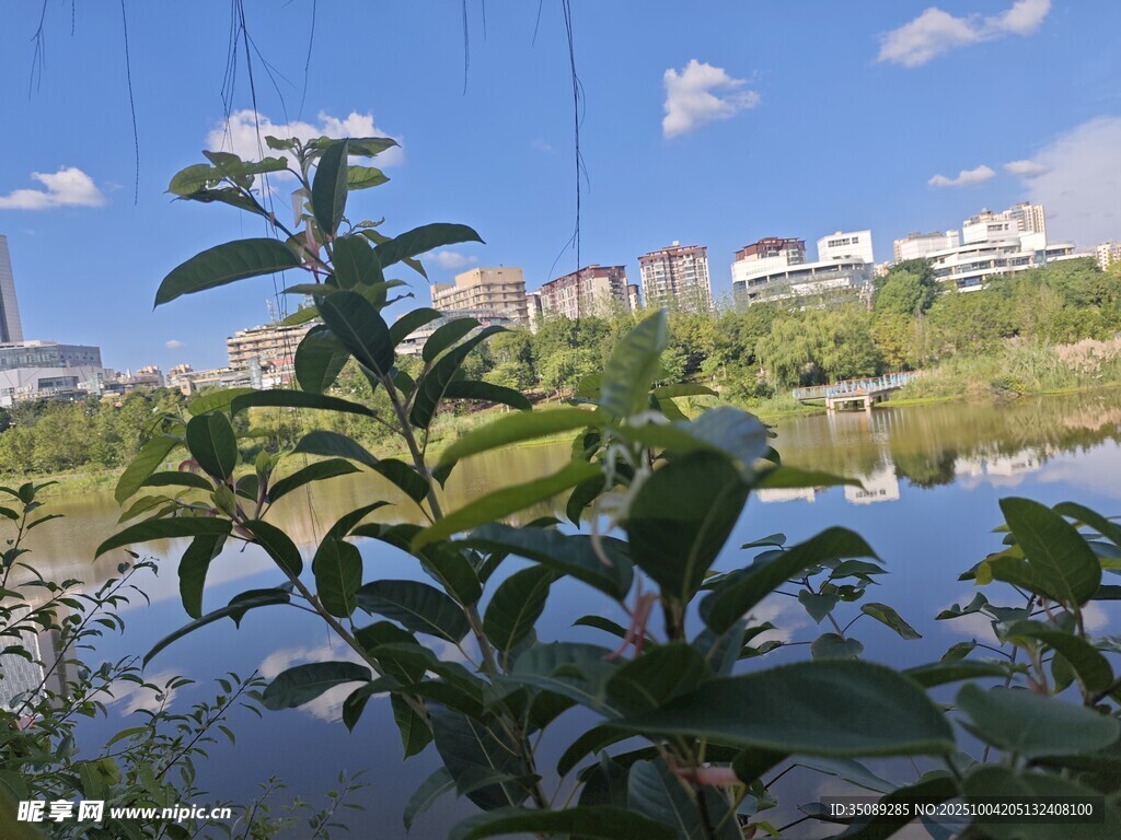 湖畔绿植清新自然景致