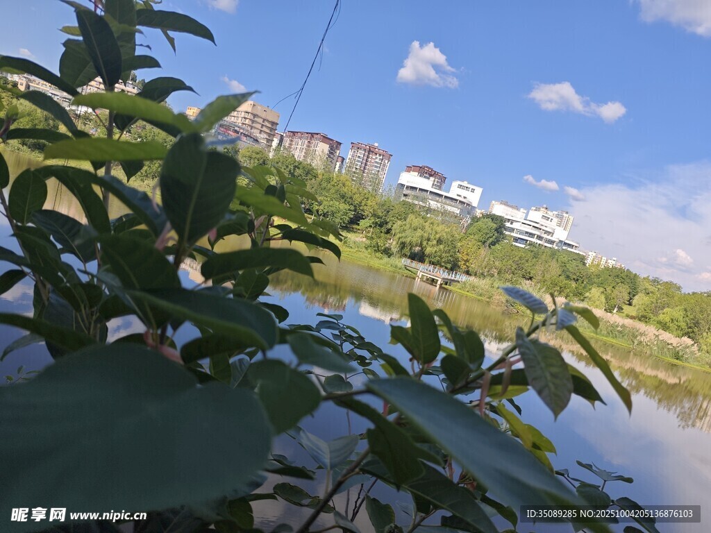 湖畔绿植与远处建筑风景