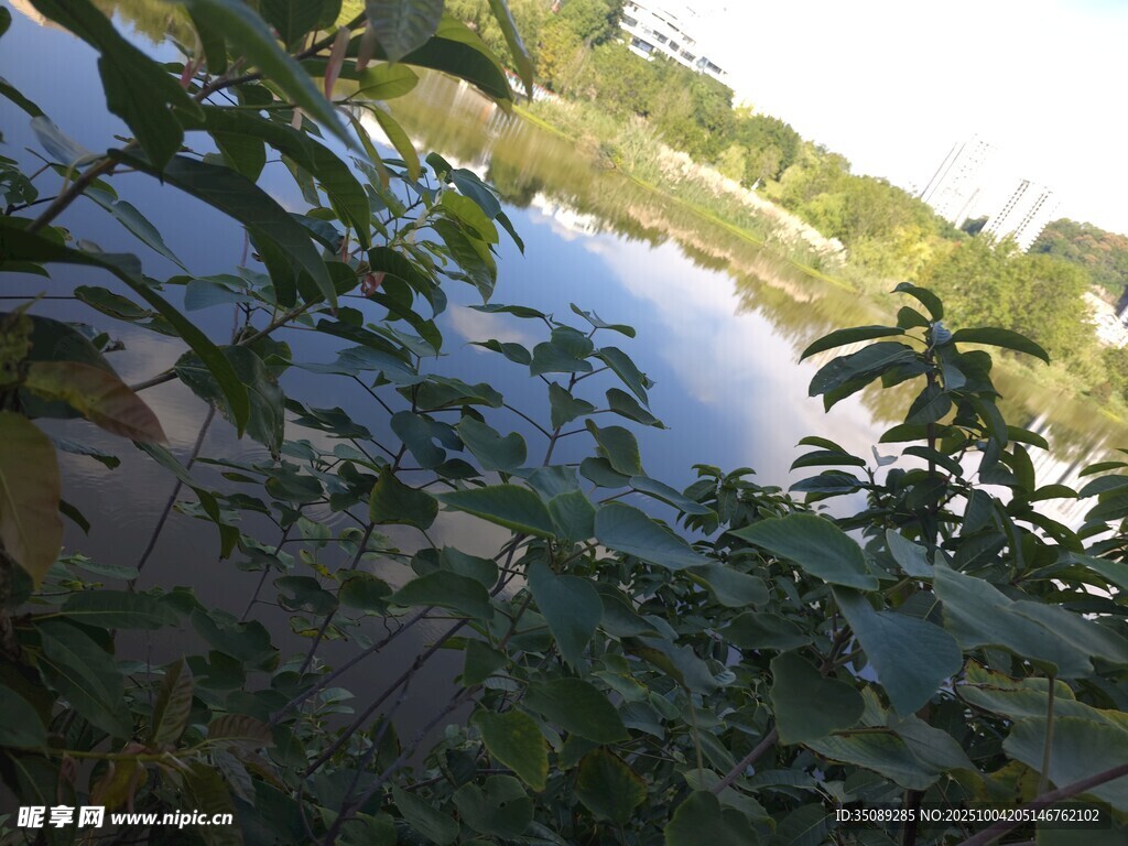 湖畔绿植景观