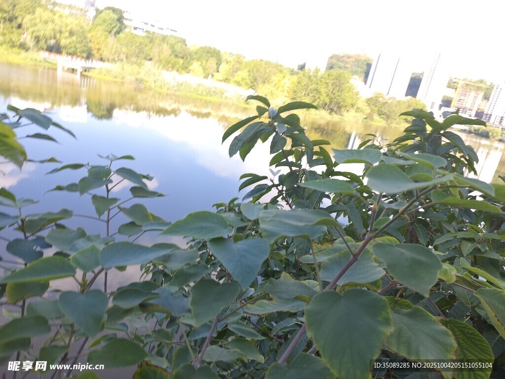 湖畔绿植景观