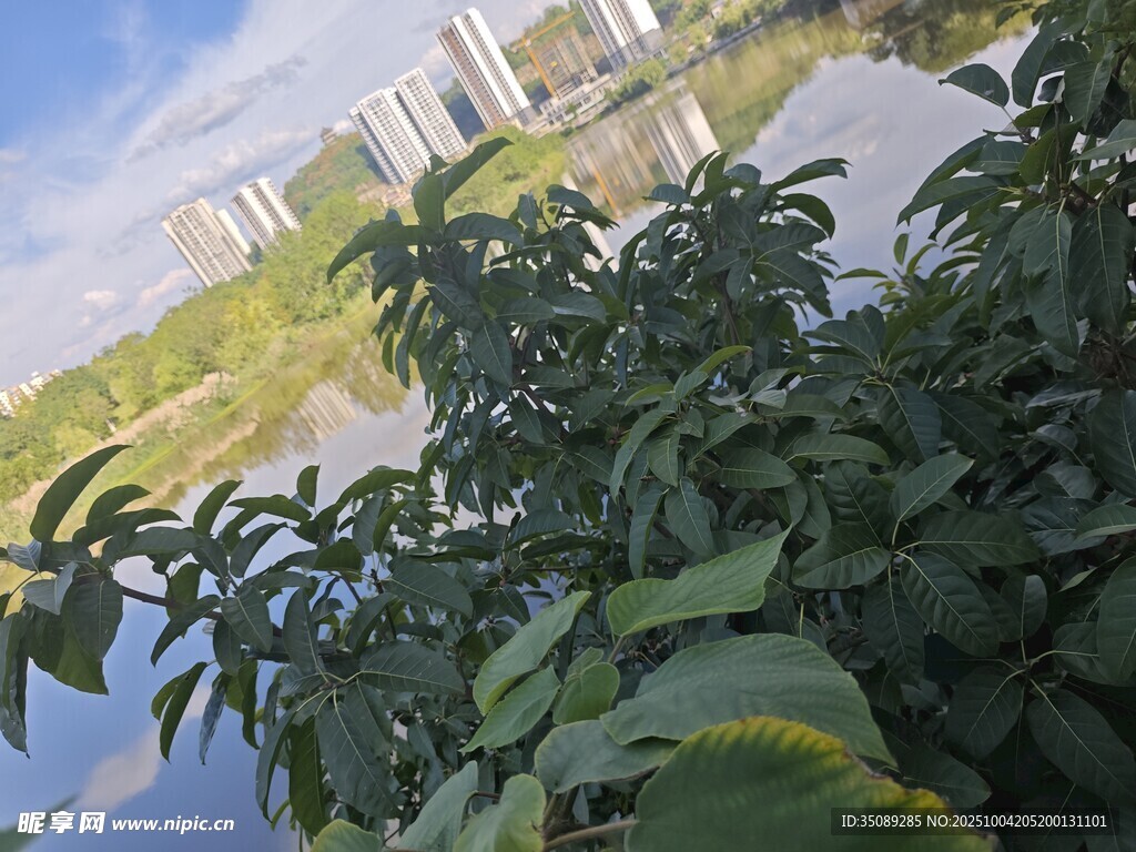 湖畔绿植与远处高楼景致