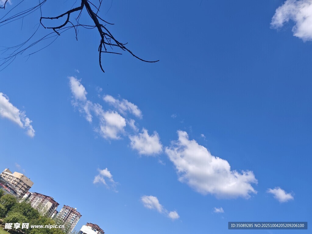 蓝天枯枝下的城市风景