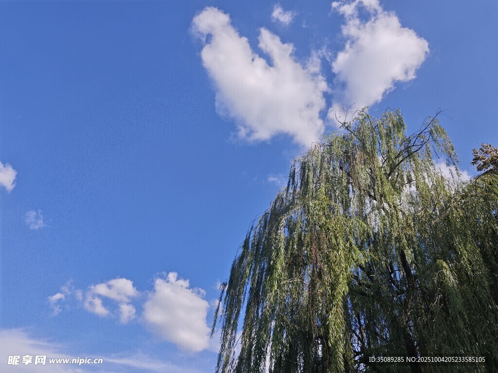 蓝天垂柳间的悠然景致