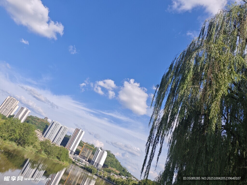 河畔垂柳映蓝天城市景