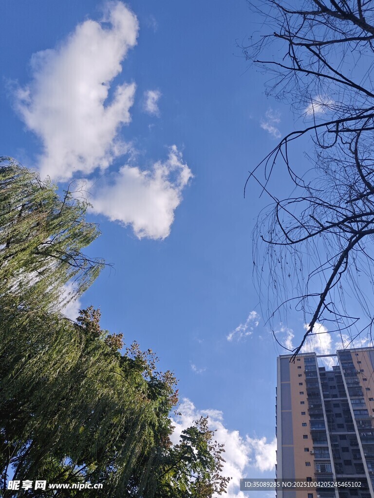 蓝天绿树旁的高楼