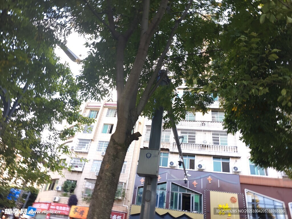 城市中大树下的多彩景象