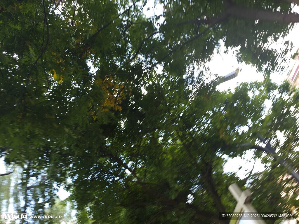 仰视繁茂绿树树冠