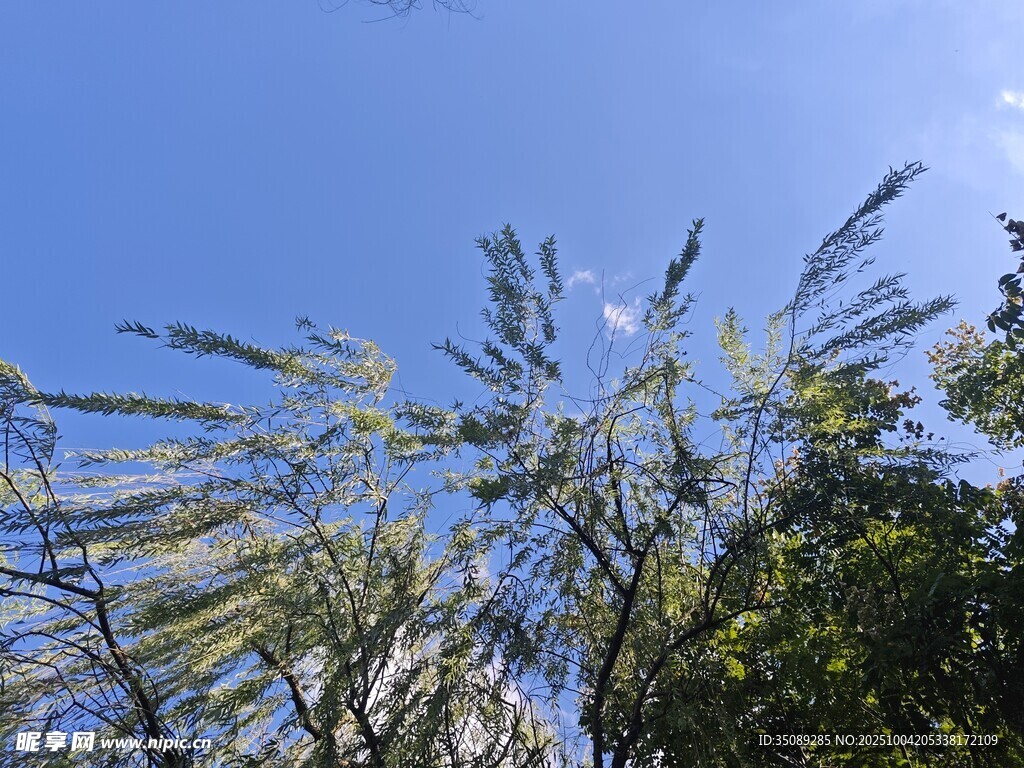 蓝天映衬下的葱郁植物