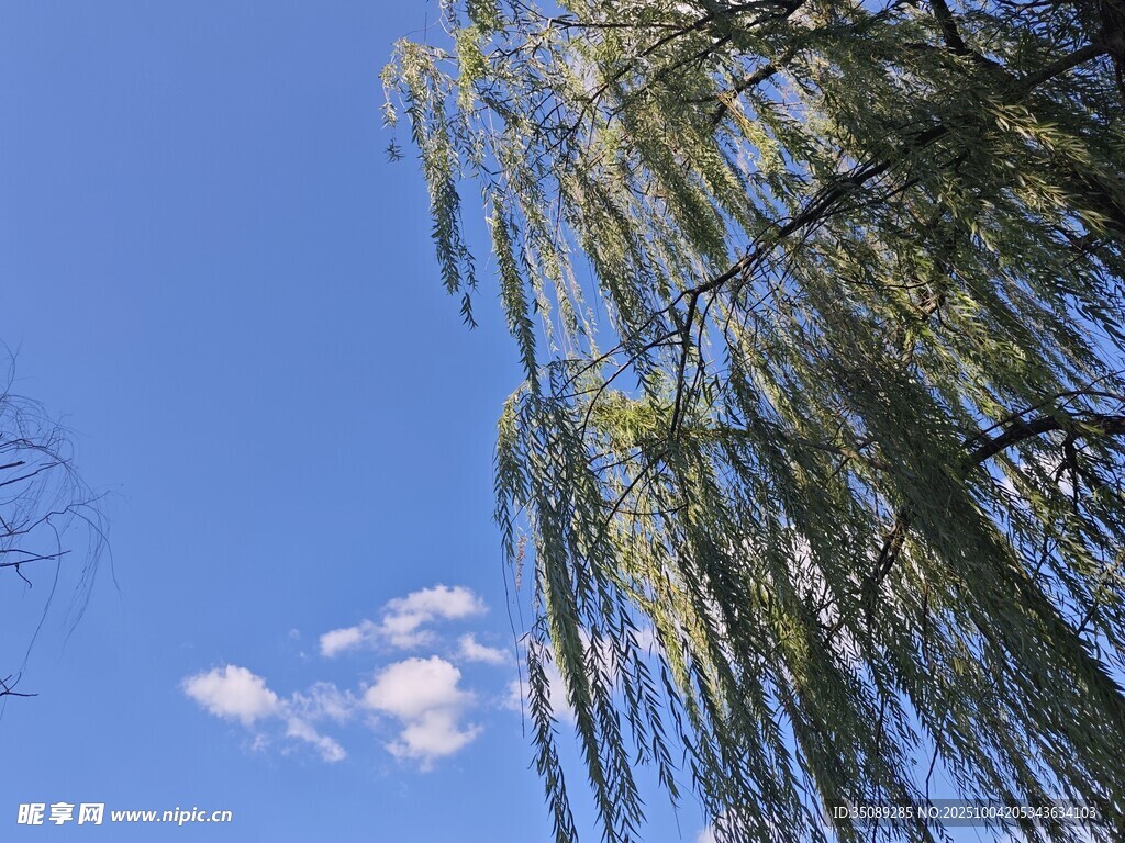 蓝天垂柳景