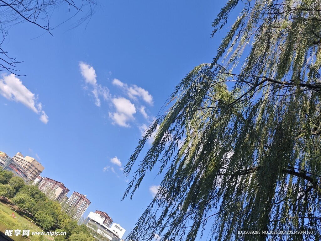 蓝天垂柳下的城市景致