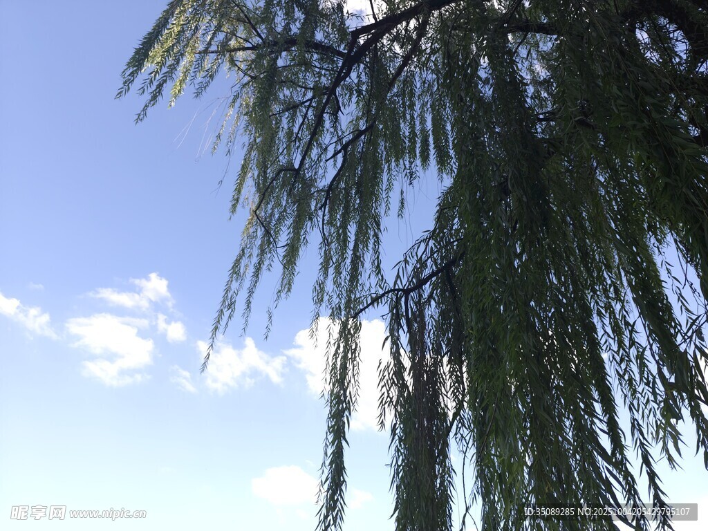 蓝天垂柳美景