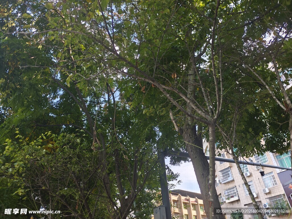 绿树掩映下的建筑一角