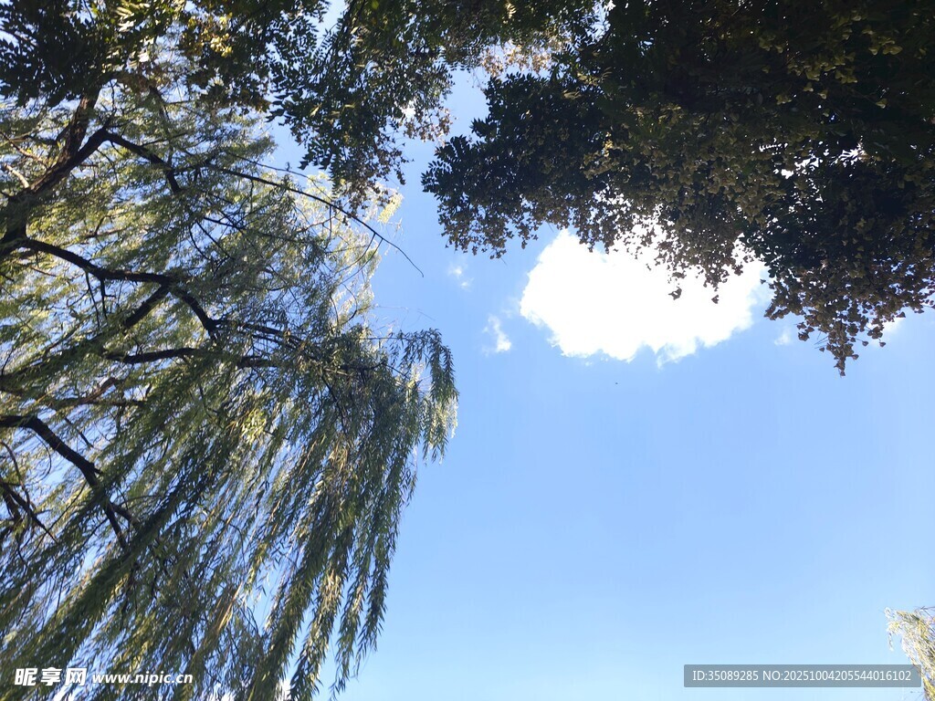 仰视蓝天垂柳美景