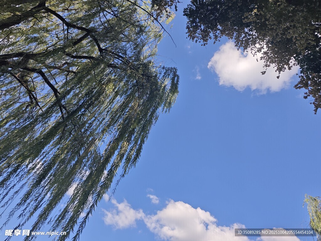 蓝天垂柳清新自然景致