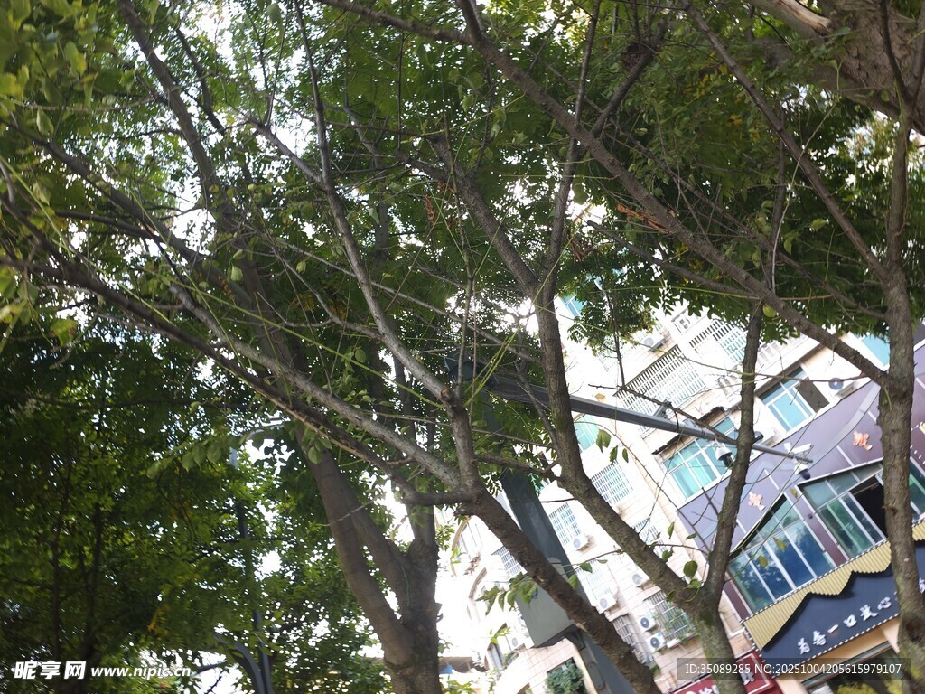 街边繁茂绿树与店铺招牌