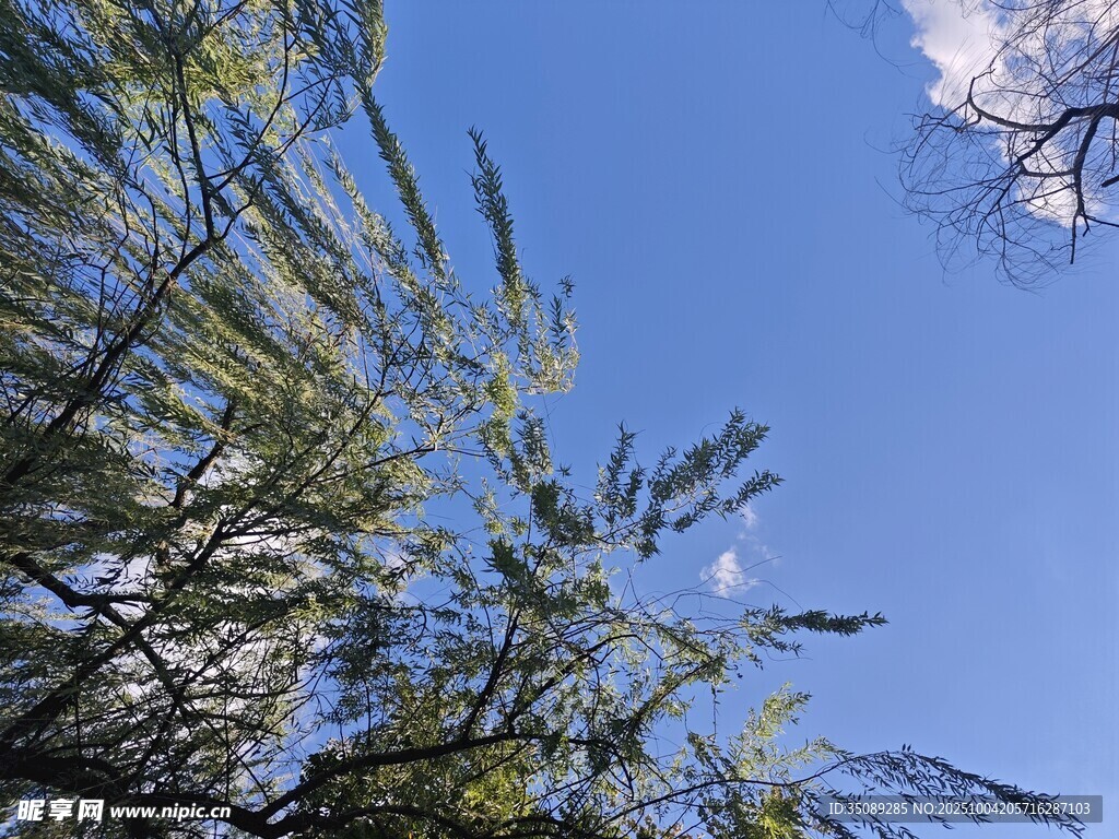 蓝天映衬下的翠绿树枝