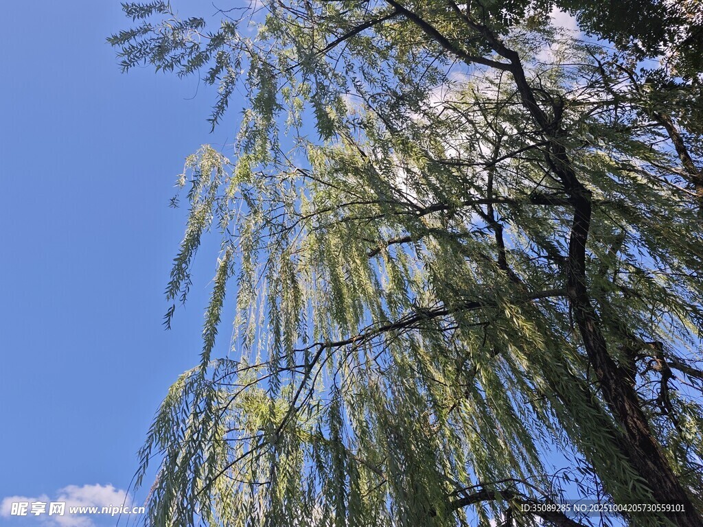 蓝天垂柳尽显自然之美