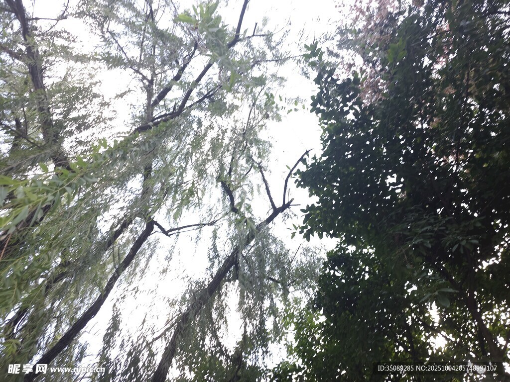 仰视茂密树林景观