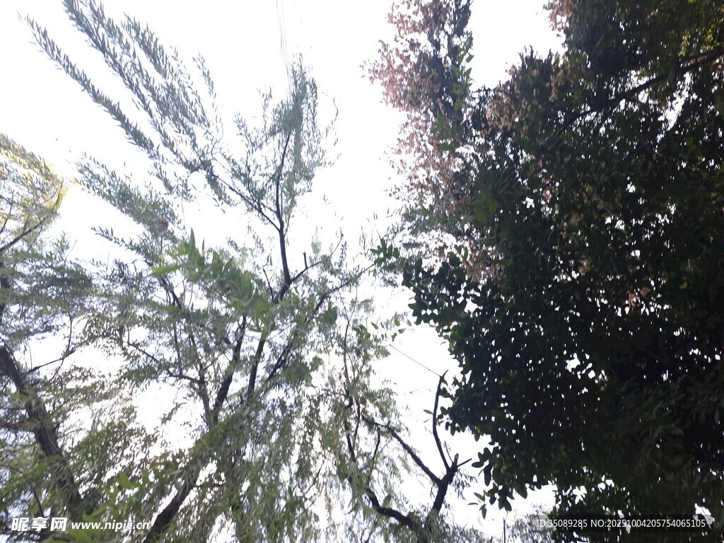 仰视茂密树林树梢景象