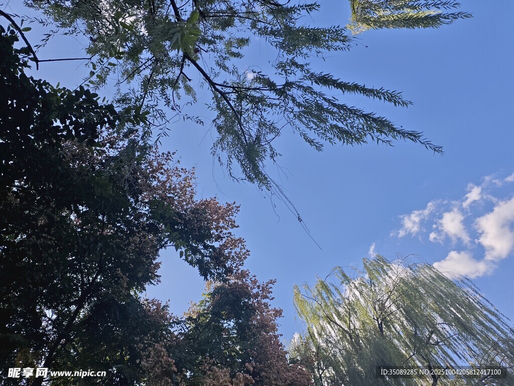 蓝天绿树间的自然景致