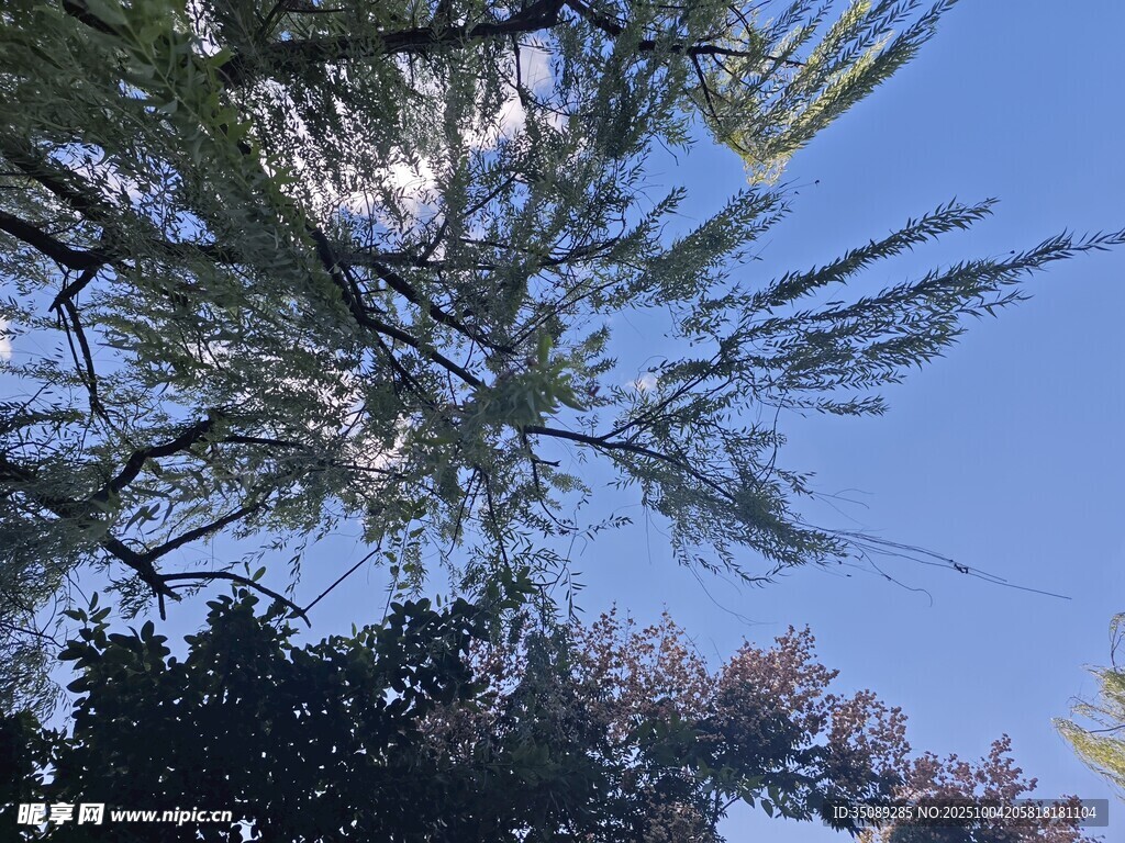 仰视蓝天中的繁茂树枝