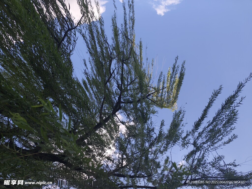 蓝天映衬下的翠绿树枝