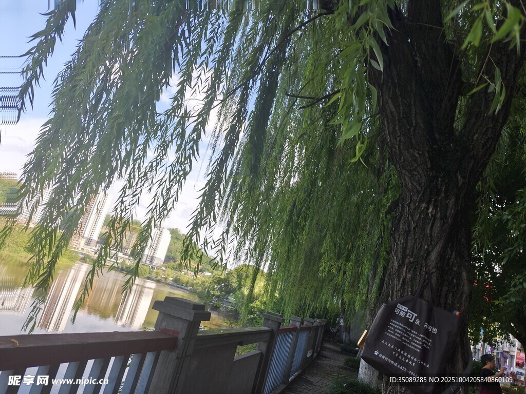 垂柳下的户外静谧景致