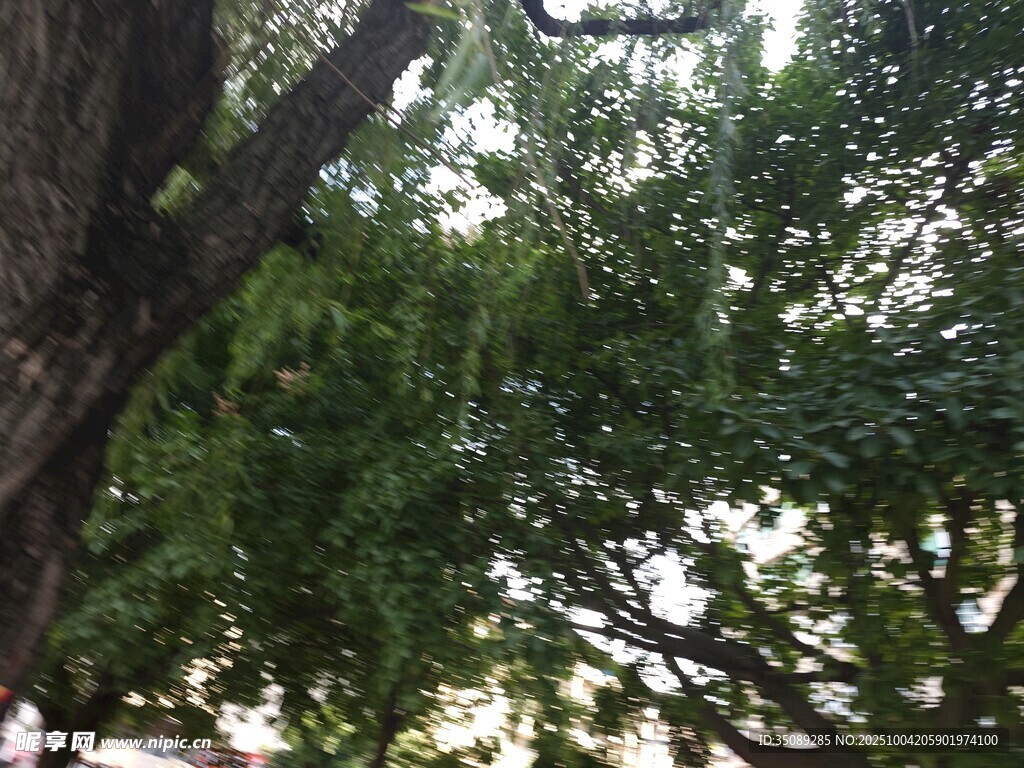 繁茂大树下的绿意景致